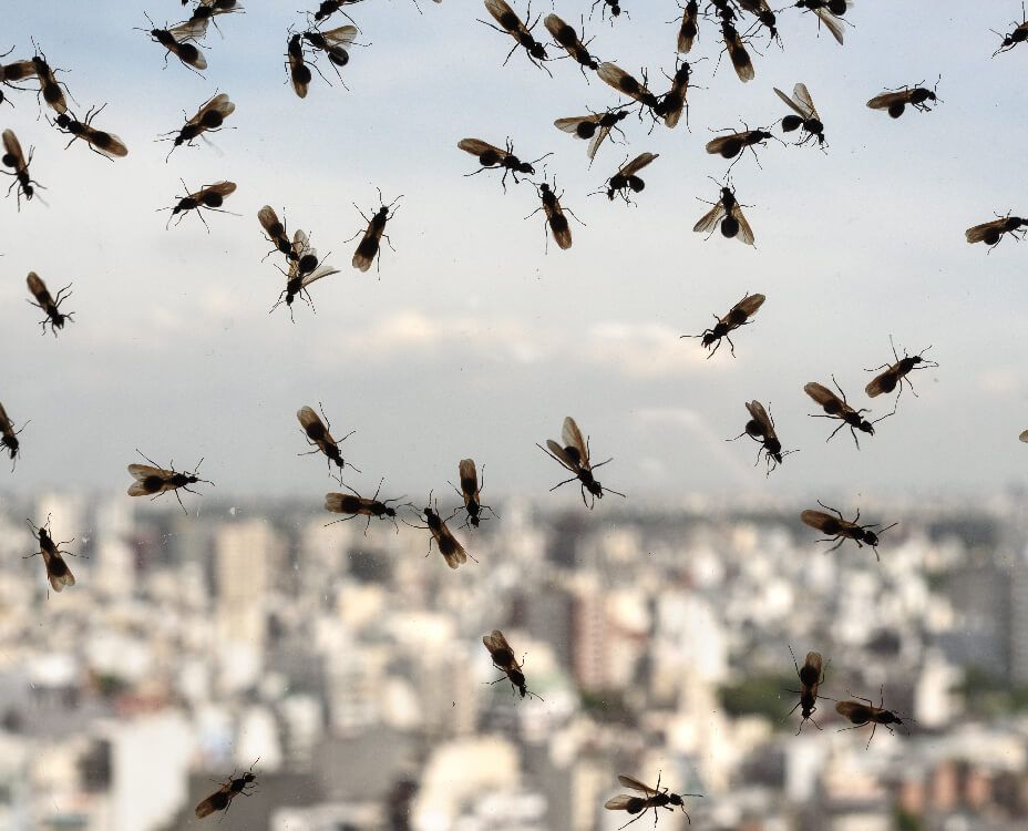 Swarm of winged ants against a blurred city skyline.