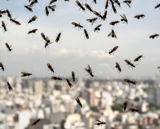 Flying ants swarm against a blurred cityscape backdrop.