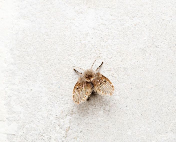 Brown moth with fuzzy body and patterned wings on a light-colored surface.