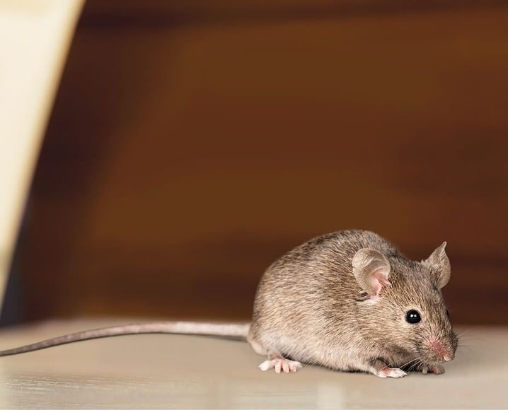 Gray mouse on a light surface, brown backdrop.