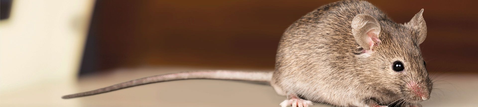 A brown mouse with a long tail, sitting on a surface, with a blurred background.