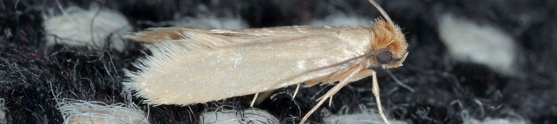 A small, cream-colored moth with folded wings rests on dark fabric. Antennae and legs are visible.