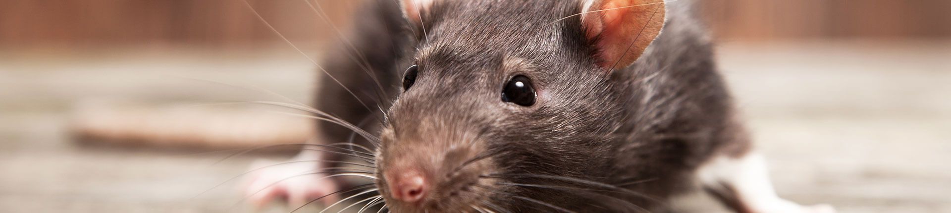 Close-up of a brown and black rat with small, black eyes, on a wooden surface.