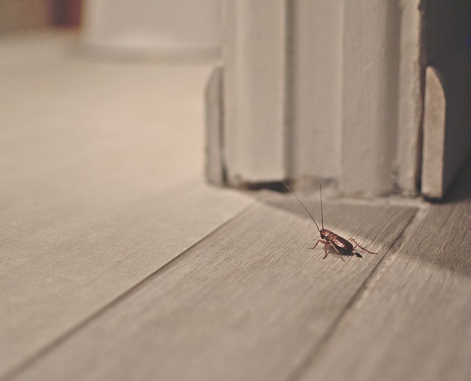 Cockroach crawling on light-colored wooden floor near a white door frame.