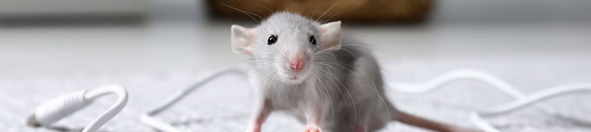 A small, white mouse sits on a white surface, near white cords, looking directly at the viewer.