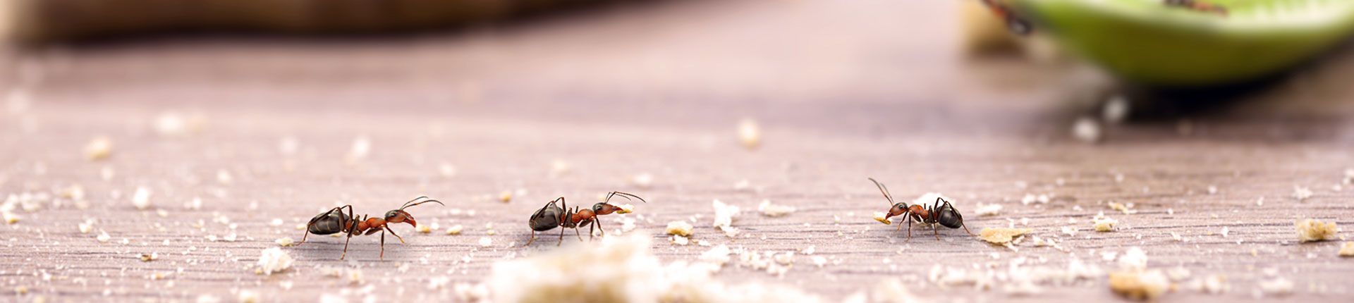 Three ants crawling on a light brown surface scattered with crumbs, near a green object in the background.