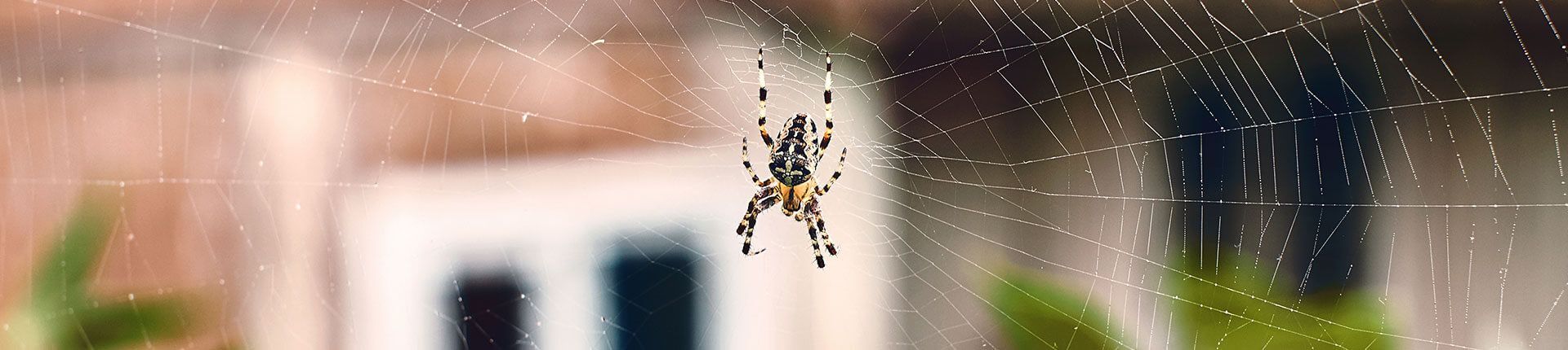 Spider in a web with a blurry house in the background.