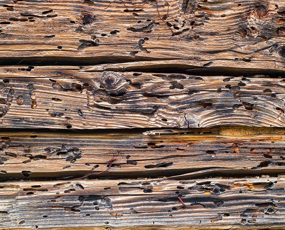 Close-up of weathered wood planks with many small holes, likely insect damage.