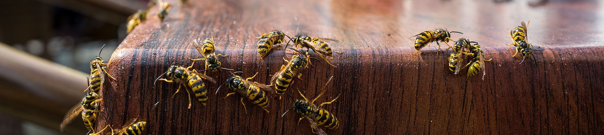 Wasps swarm on a brown surface; the edge of a wooden structure.