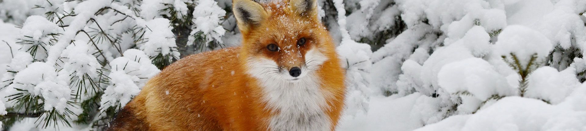 Red fox in a snowy forest, looking directly at the viewer.