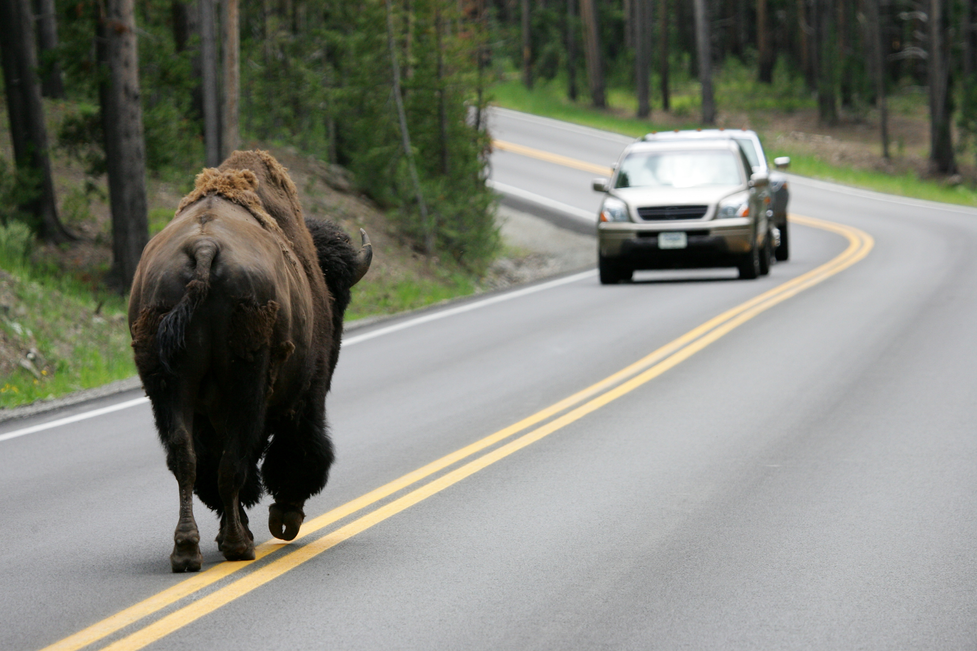 Wildlife encounter