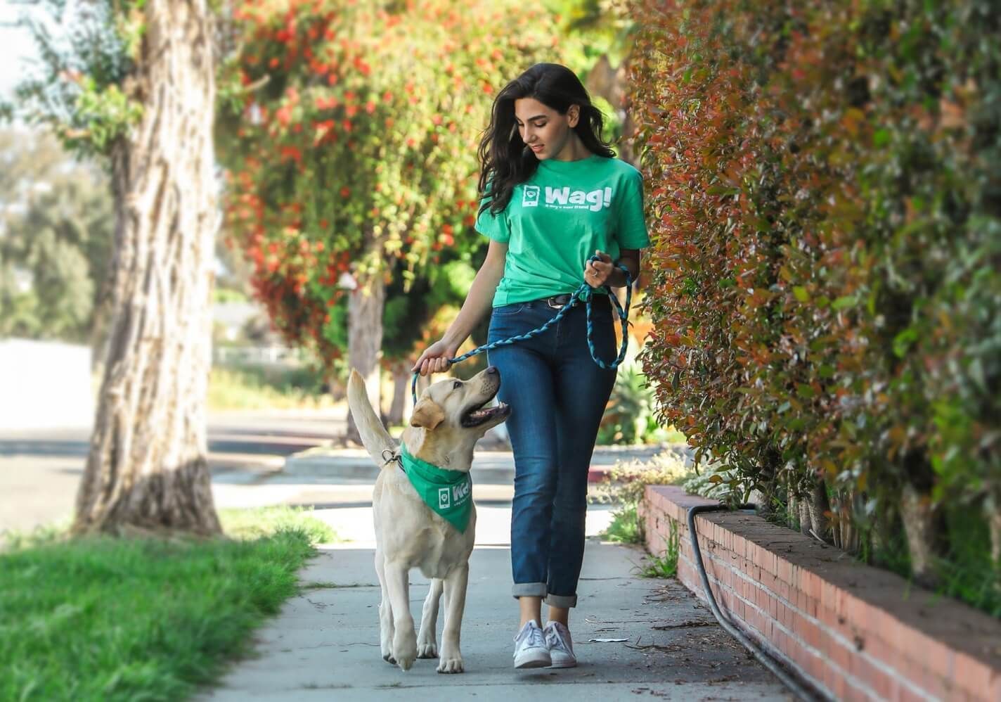 Woman in green shirt walks a dog on a leash along a sidewalk with greenery.