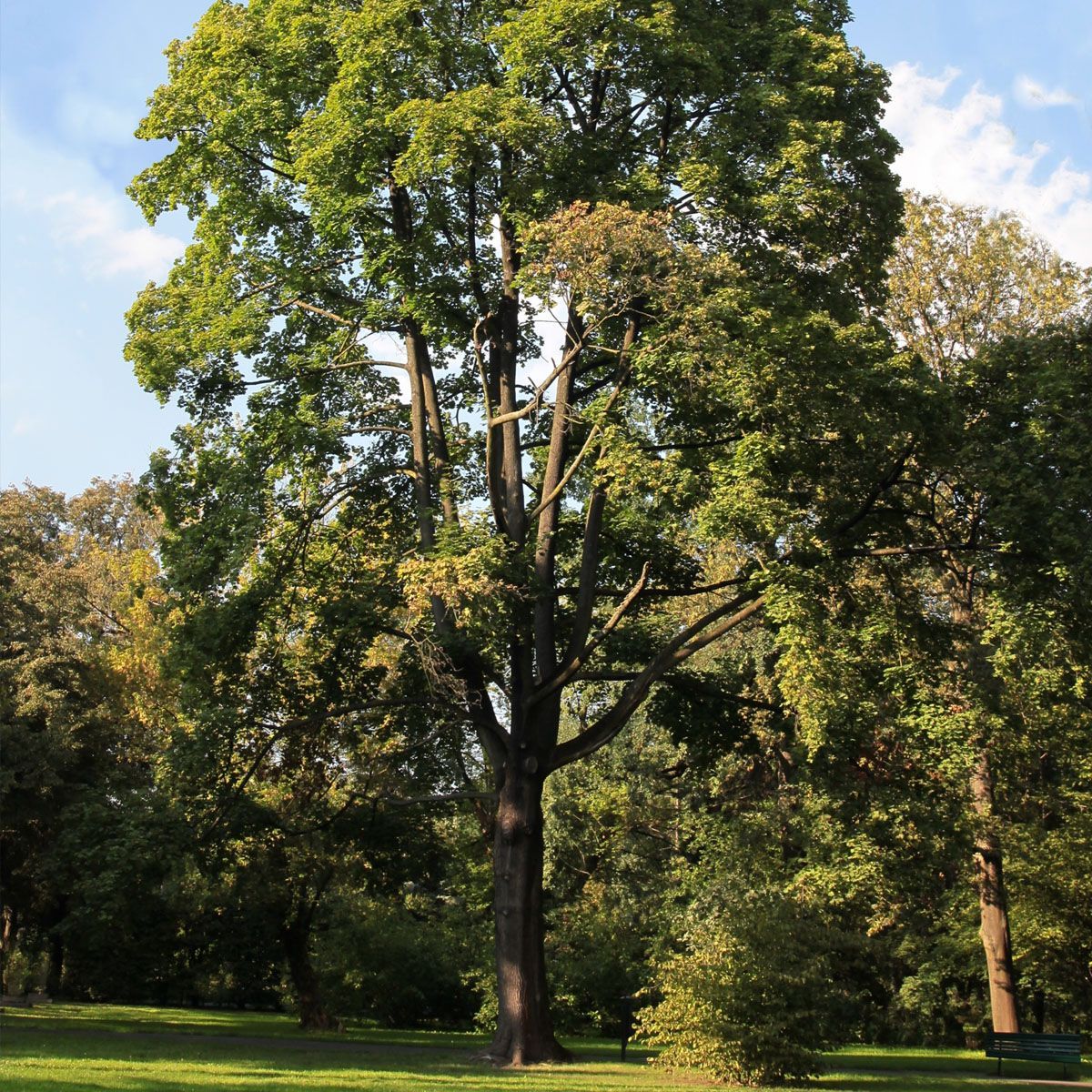 Tall leafy trees in a sunlit green park under a partly cloudy sky