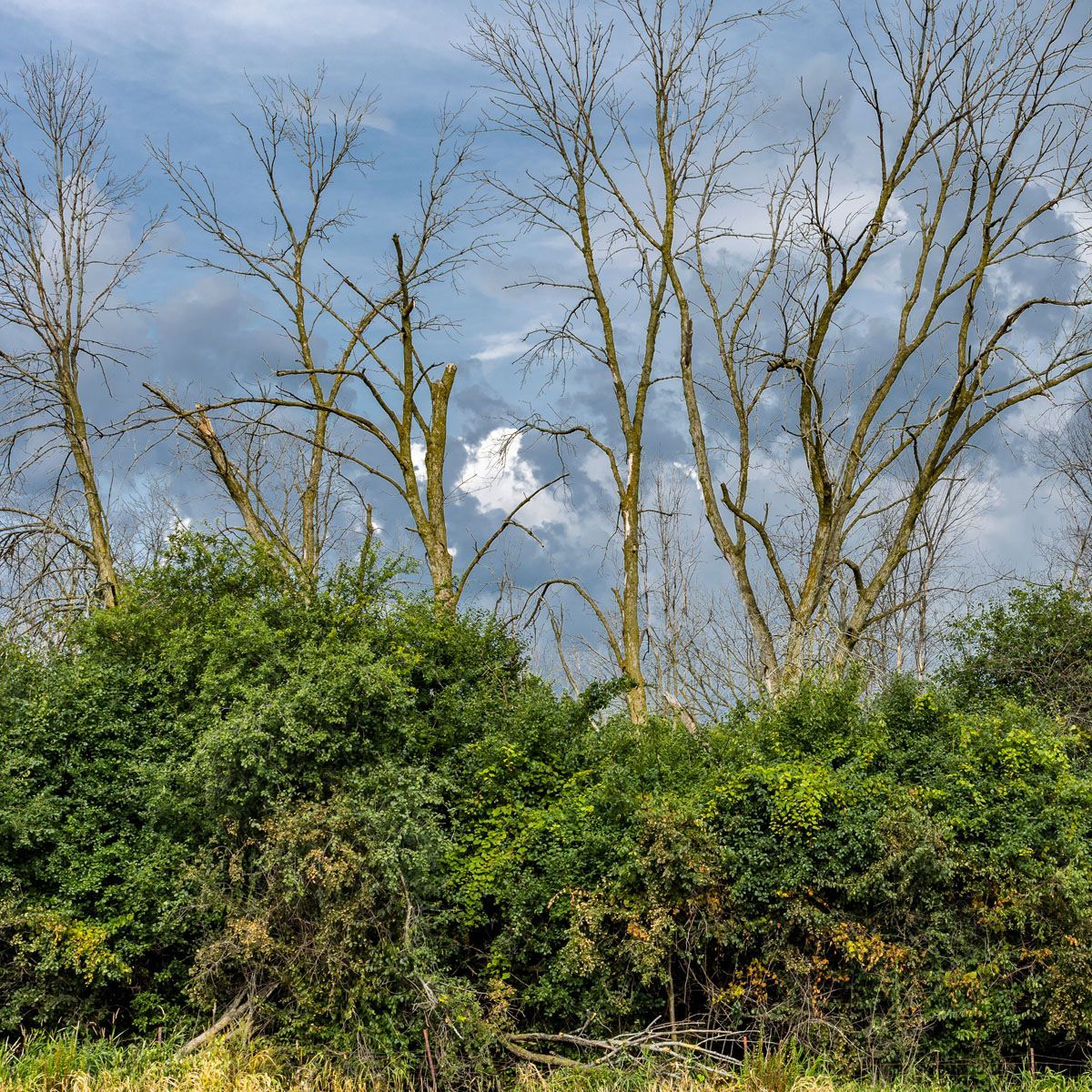 Bare leafless trees above dense green shrubs under a cloudy blue sky