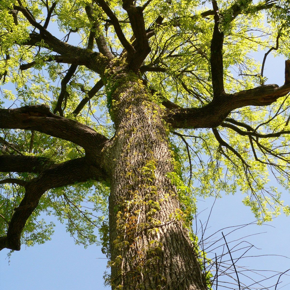 Low-angle view of a tall tree with a thick trunk, spreading branches, and green leaves against a blue sky