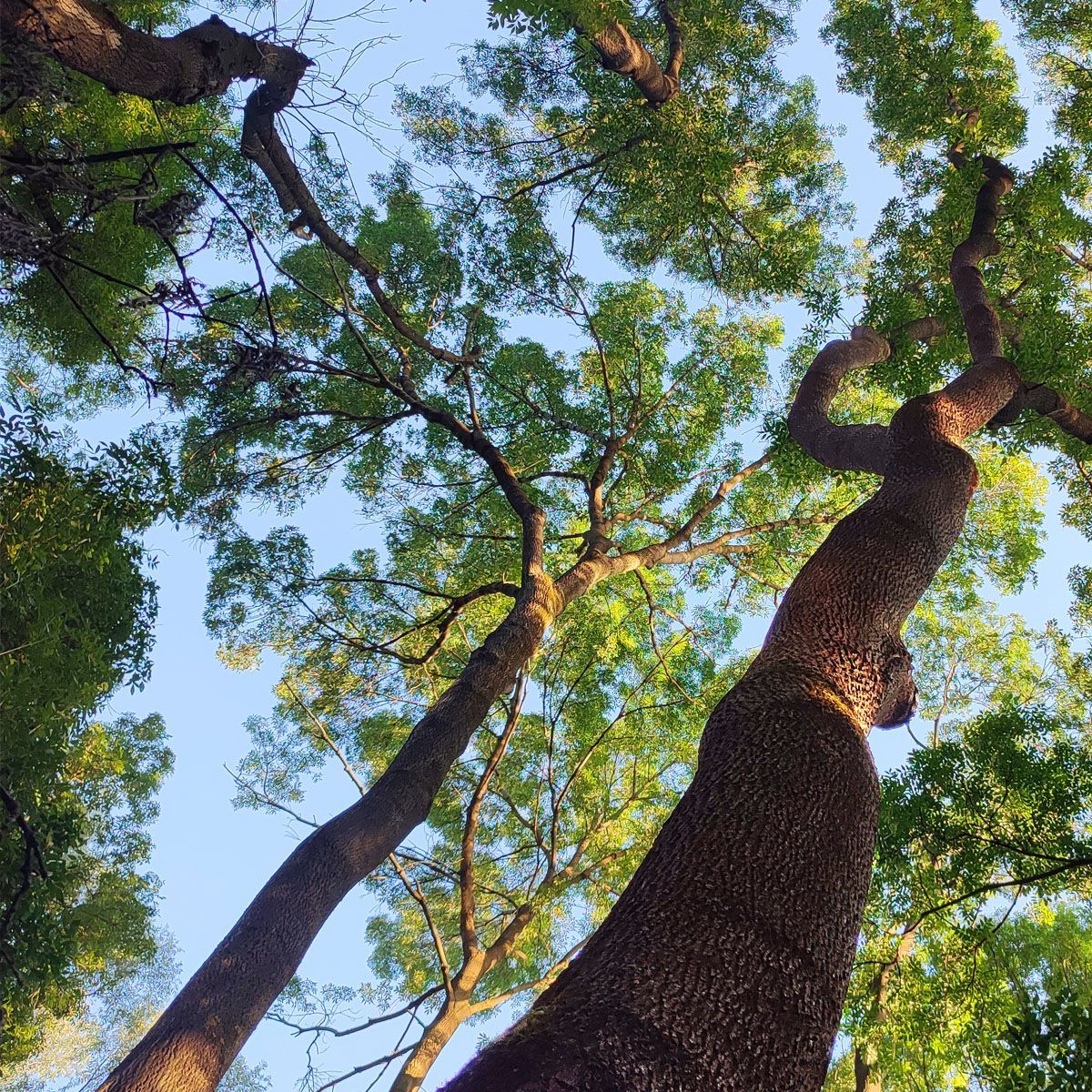 Tall trees with green canopies seen from below against a blue sky