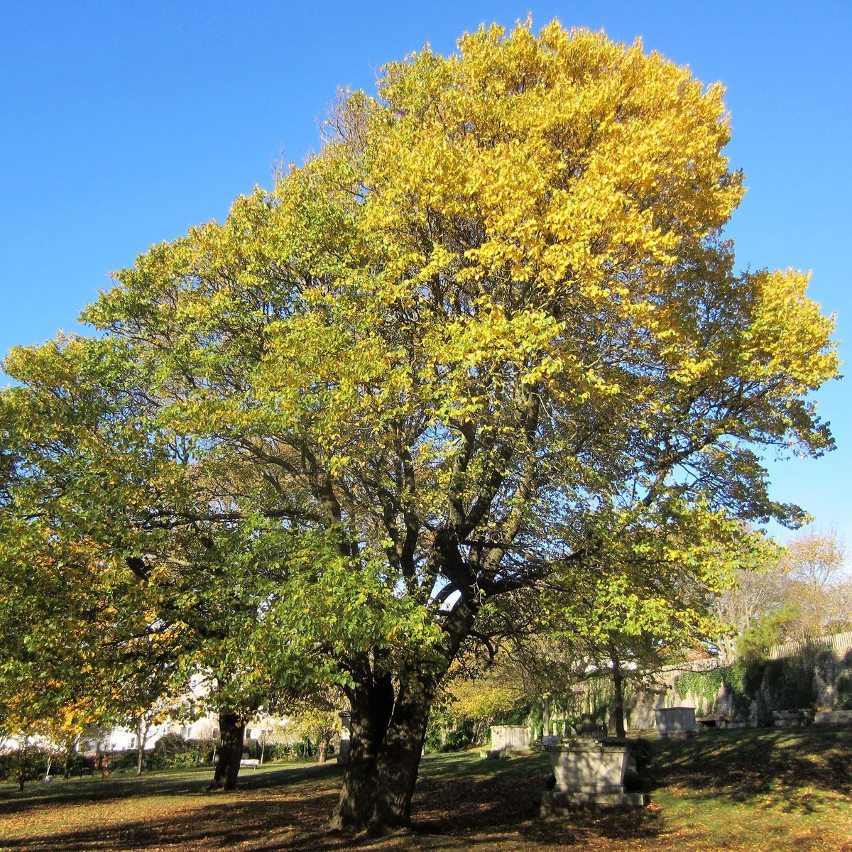 Two large trees with yellow autumn leaves in a sunny park under a blue sky