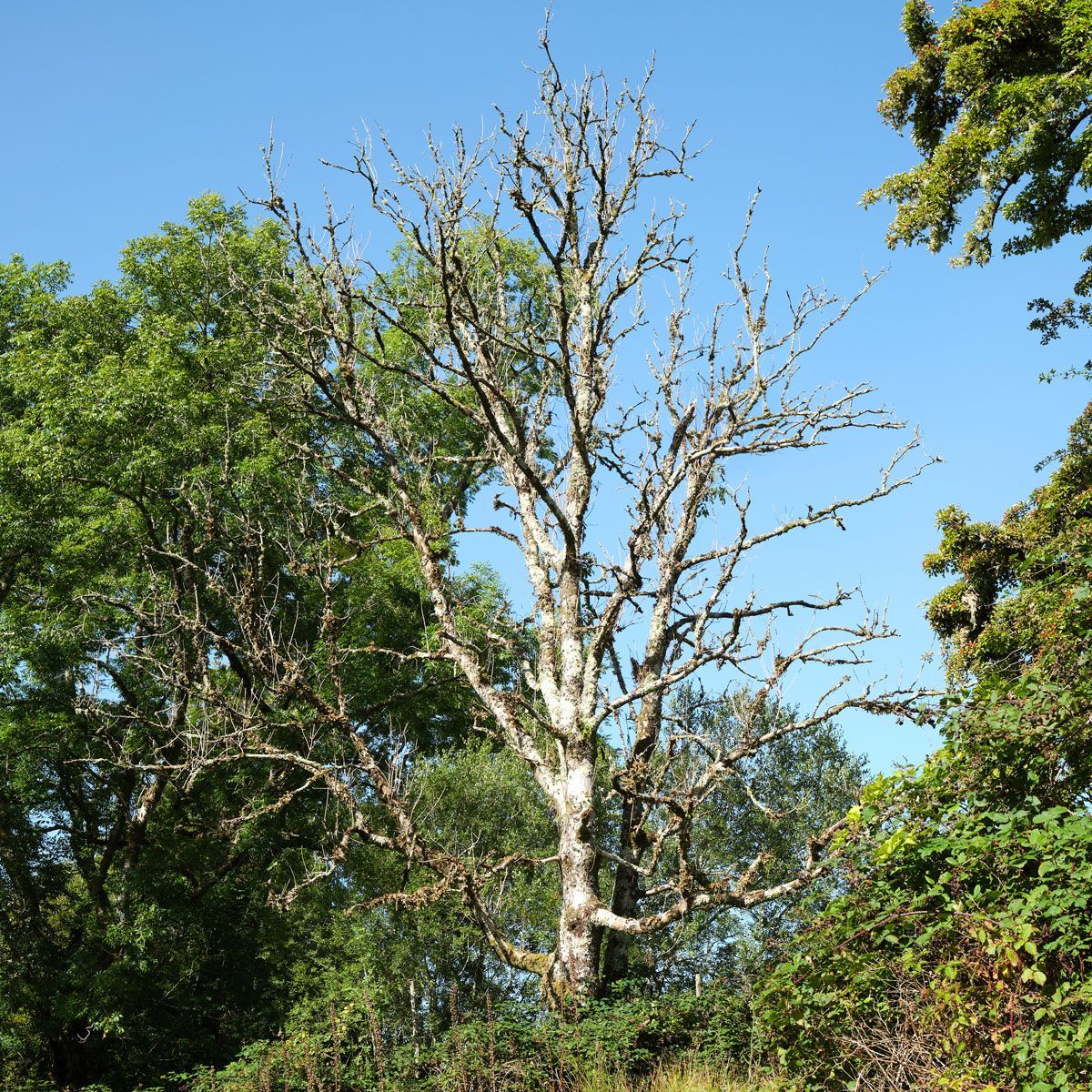Bare tree among green foliage under a clear blue sky