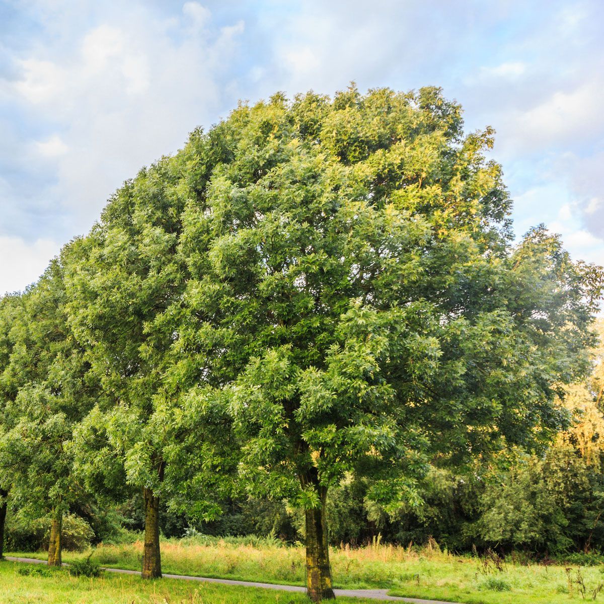 Large leafy green tree in a sunny grassy field under a partly cloudy sky