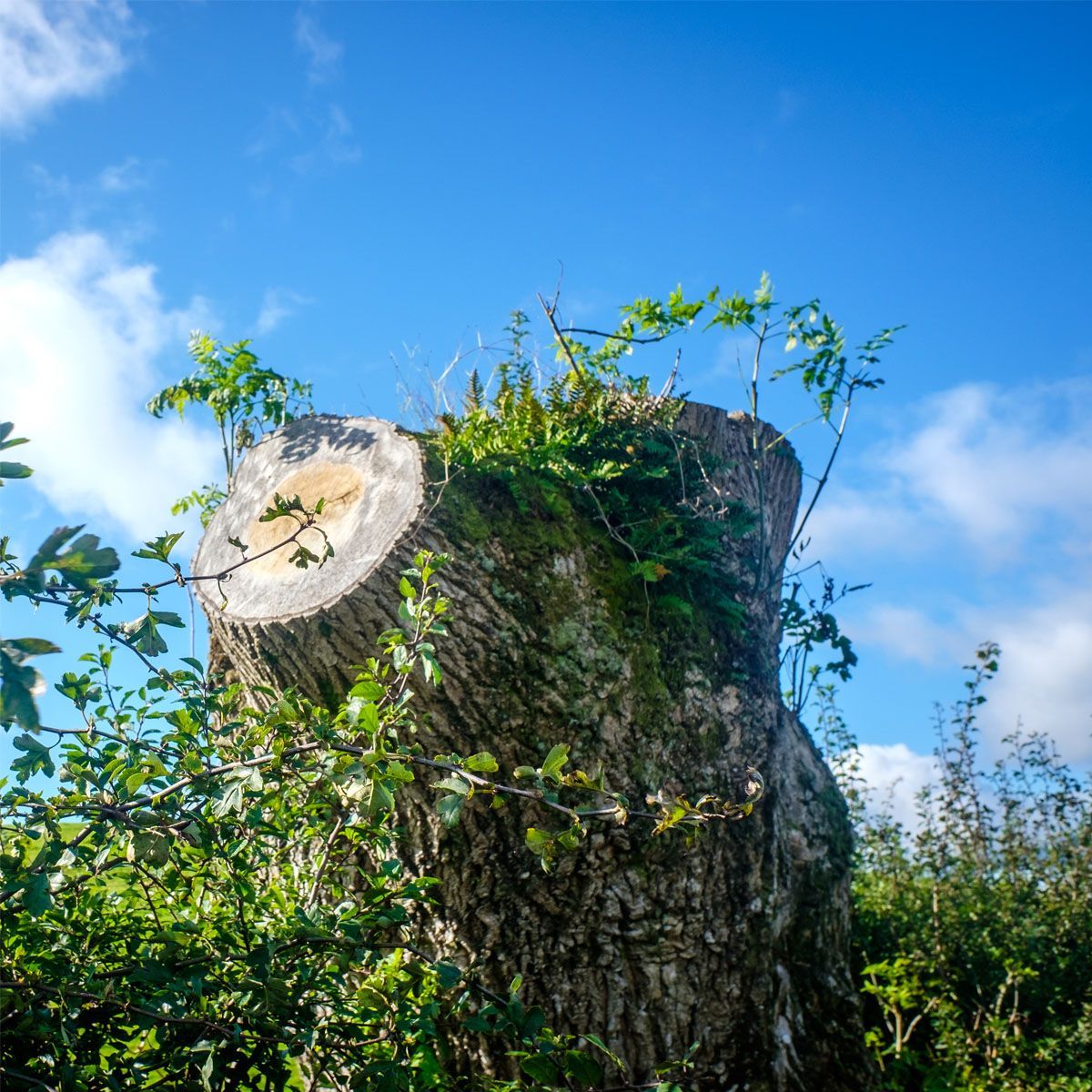 Cut tree stump with fresh green sprouts against a bright blue sky