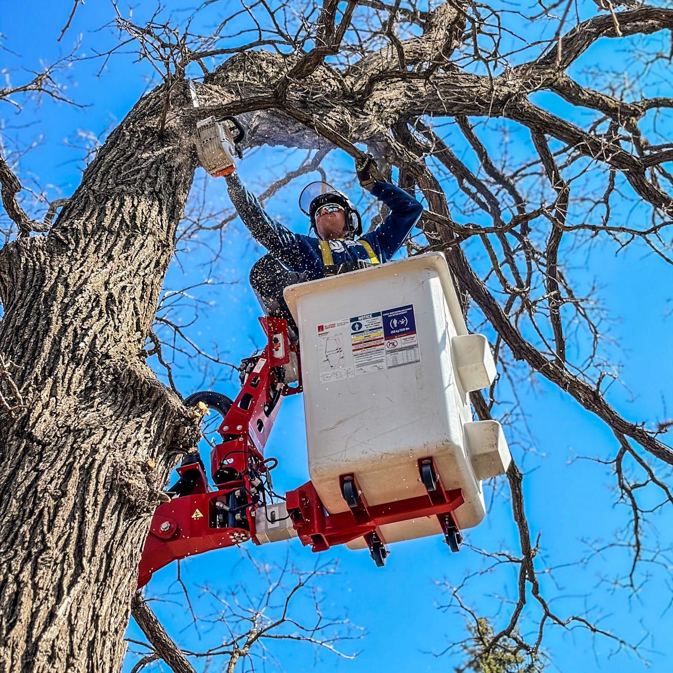 Worker in a red cherry picker trimming a large leafless tree against a blue sky