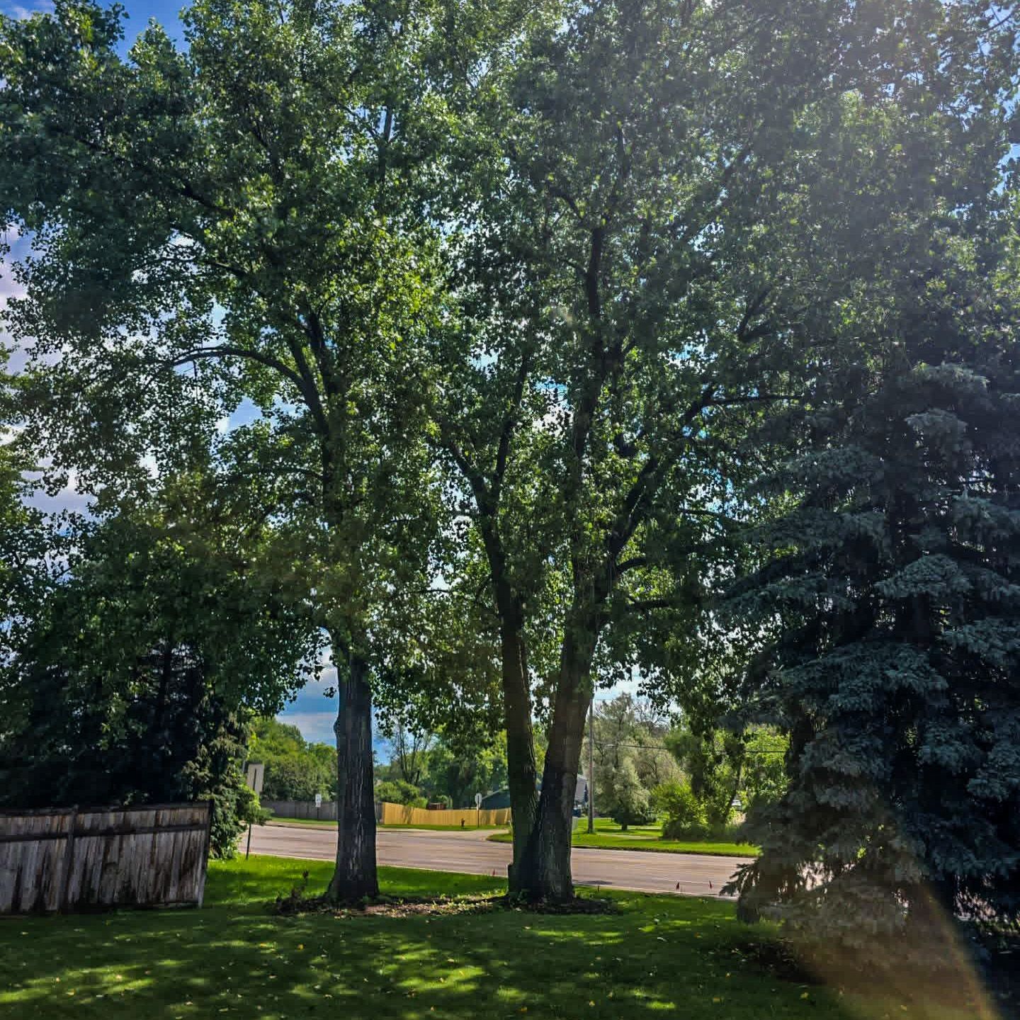 Tall green trees in a sunny yard beside a road, with a wooden fence and blue sky.