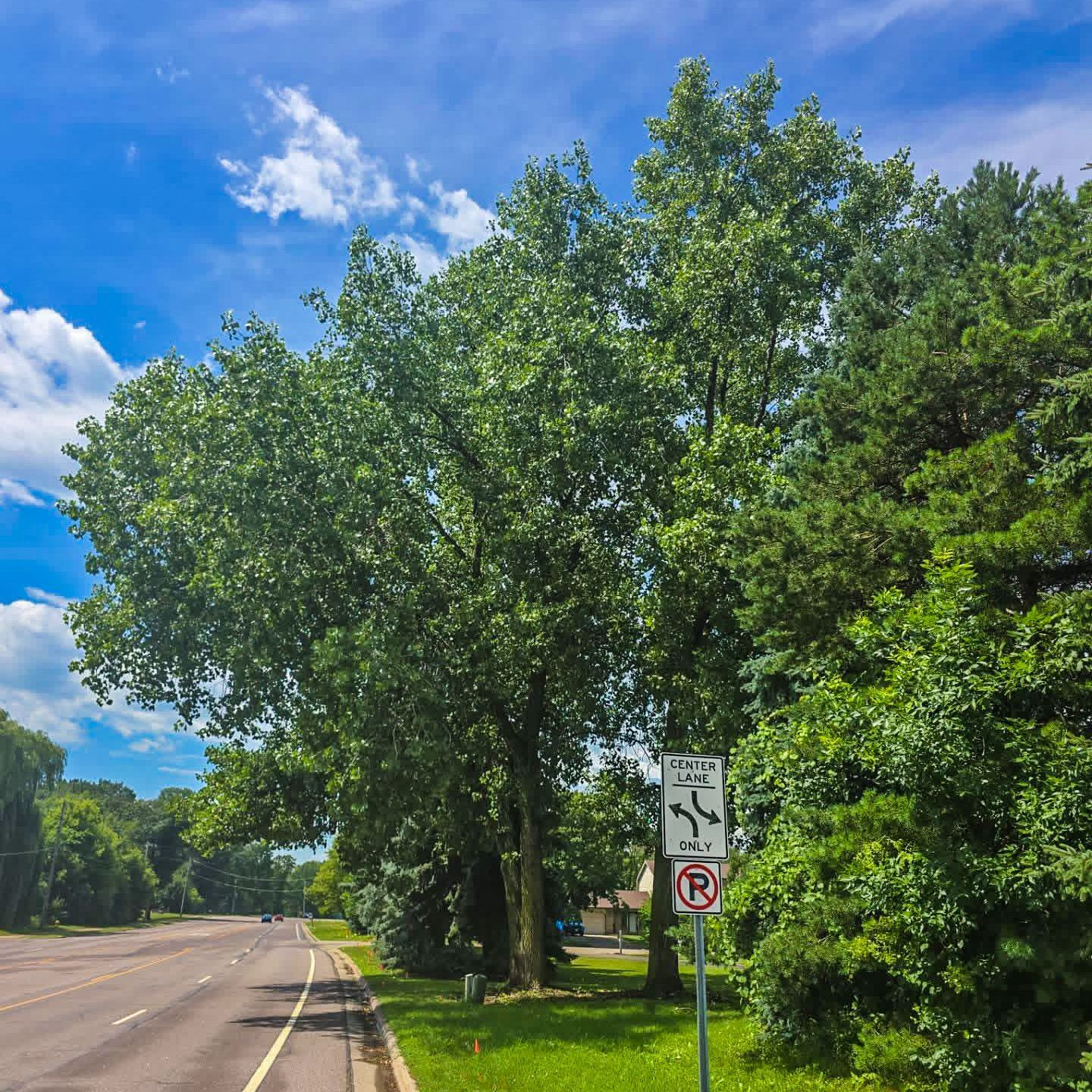 Tree-lined roadside with a no parking sign under a blue sky