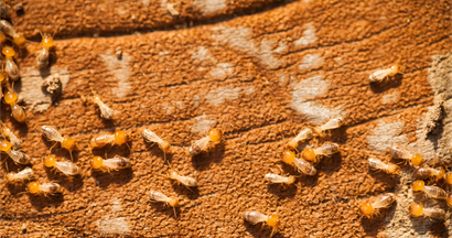 A Group of Termites Crawling | Port Pirie, SA | Pirie Pest Control
