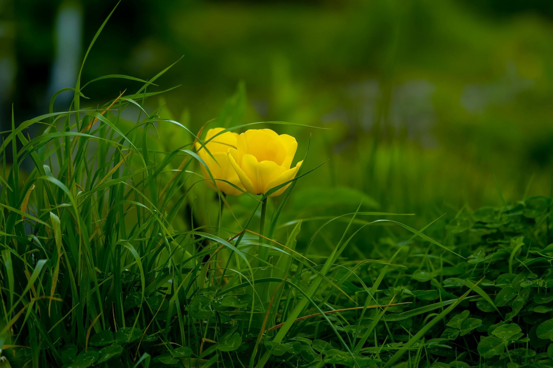 An image of a flower in the field growing