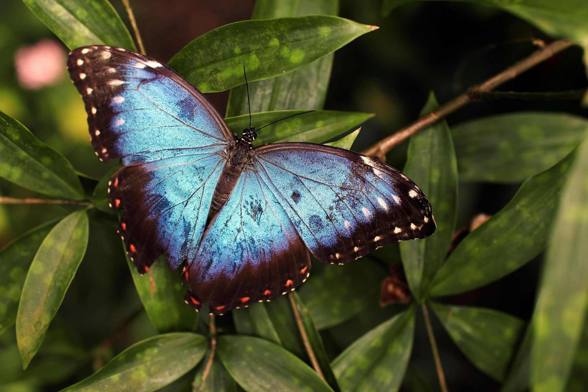 A butterfly settled on a leaf
