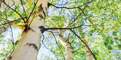 Environmentally considerate plywood FSC and PEFC