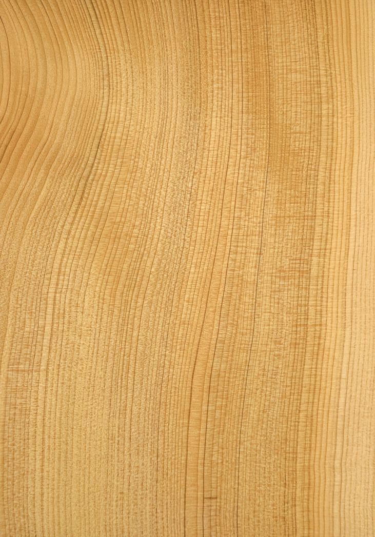 Lebanon Cedar veneered plywood