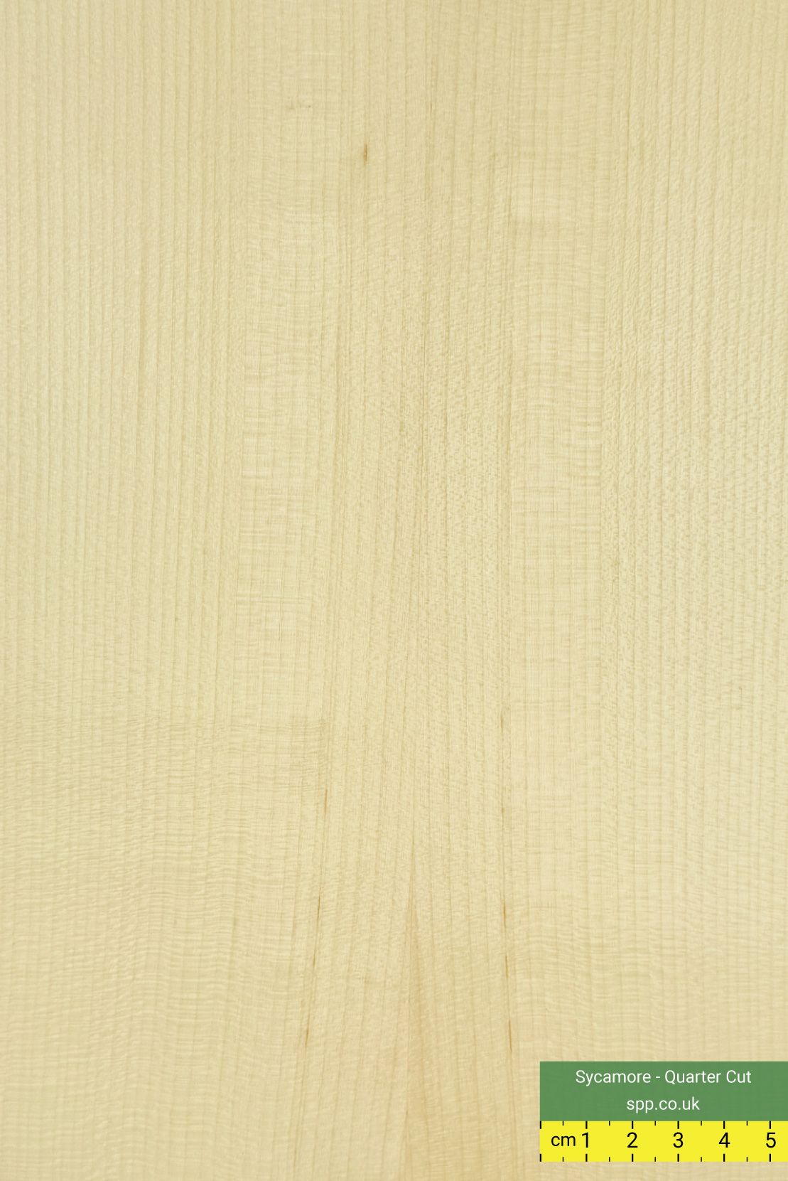 Sycamore faced ply
