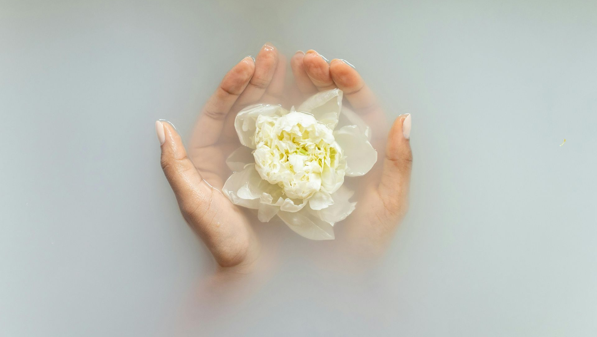 Hands cupping a white flower in milky water.