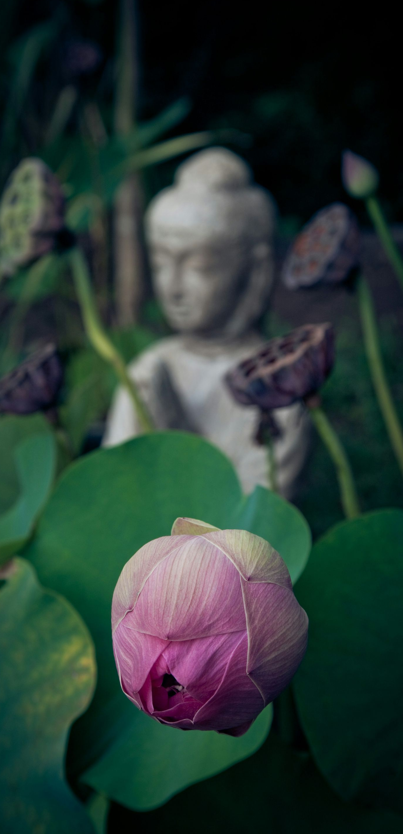 Pink lotus bud in foreground with a blurred stone Buddha statue in the background, surrounded by green leaves and plants.