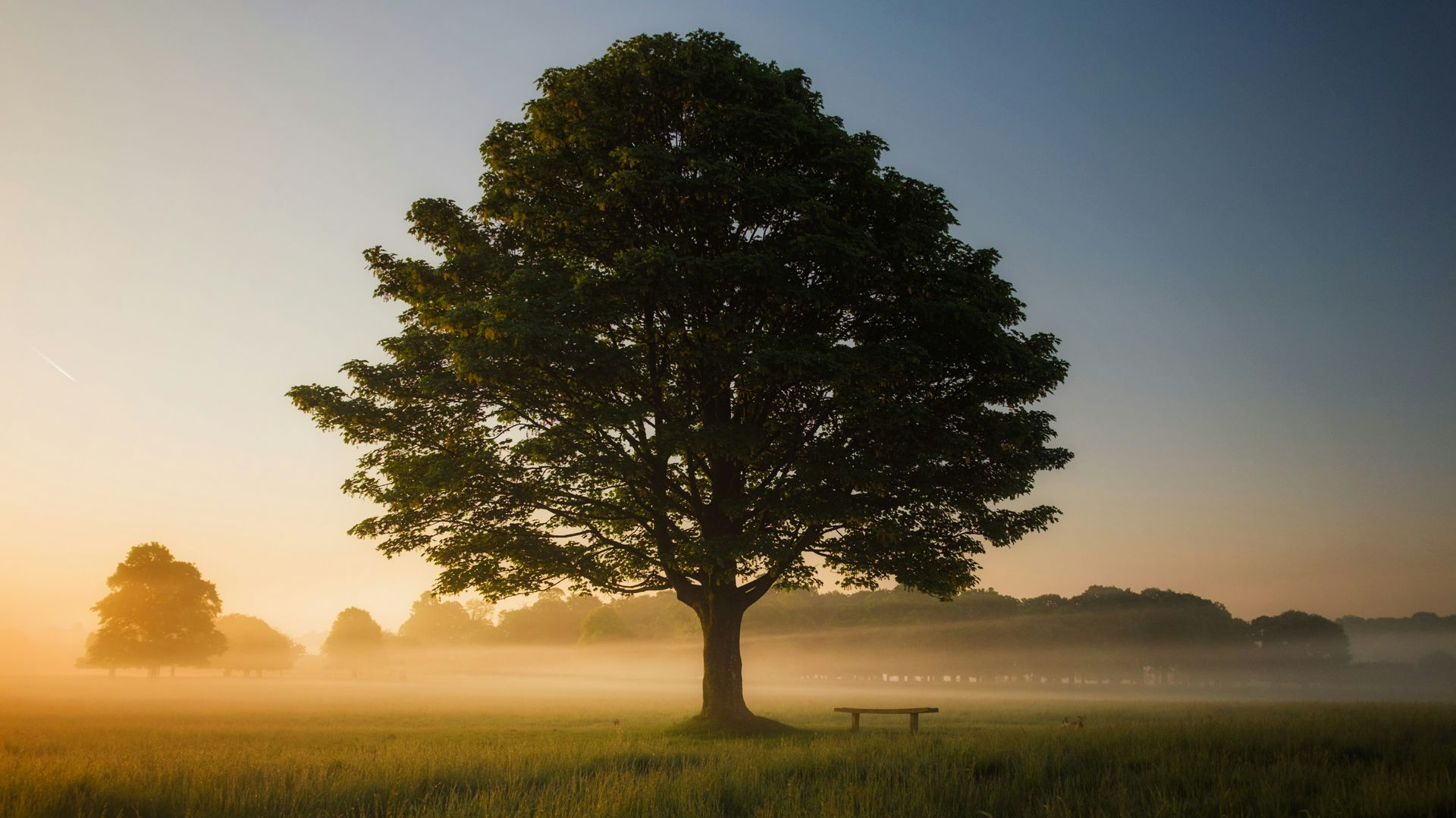 Tree in a foggy field at dawn with a bench in the distance.