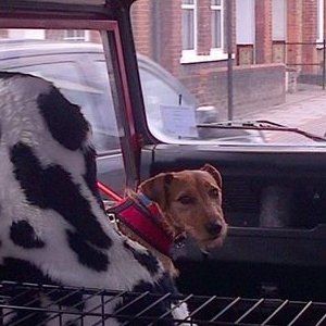 Dog sitting in vehicle