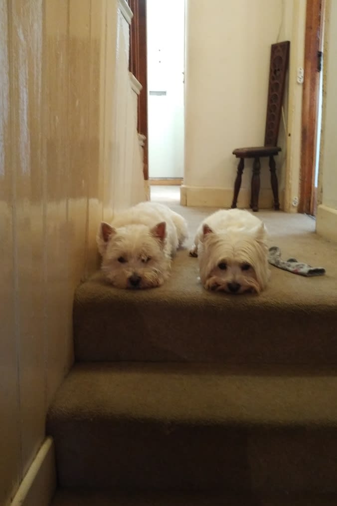 Pug sitting on floor