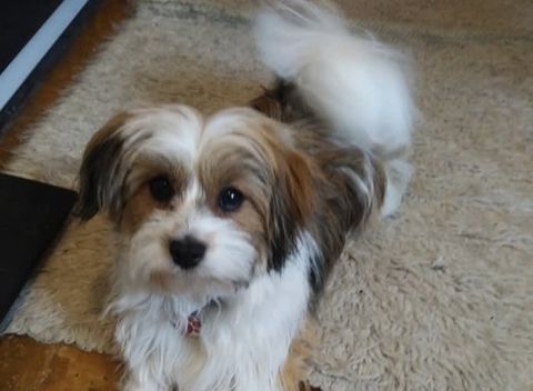 home comforts dog boarding