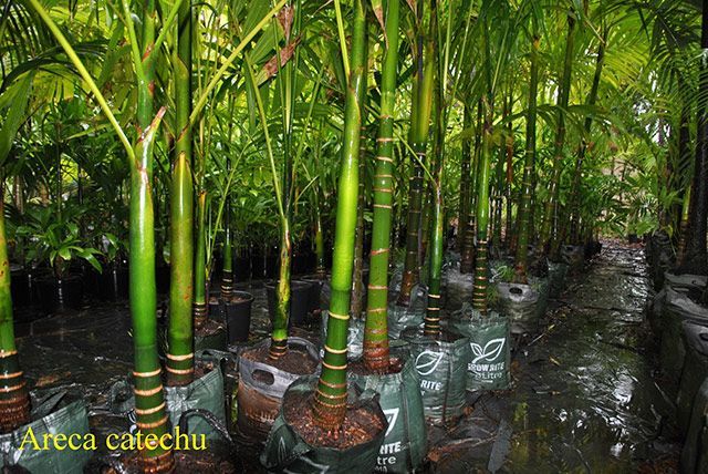 Areca catechu — Garden Centre in Bluewater QLD