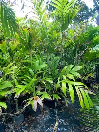 Areca Triandra — Nursery in Bluewater QLD