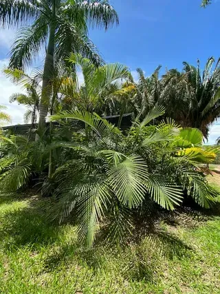 Arenga Engleri — Nursery in Bluewater QLD