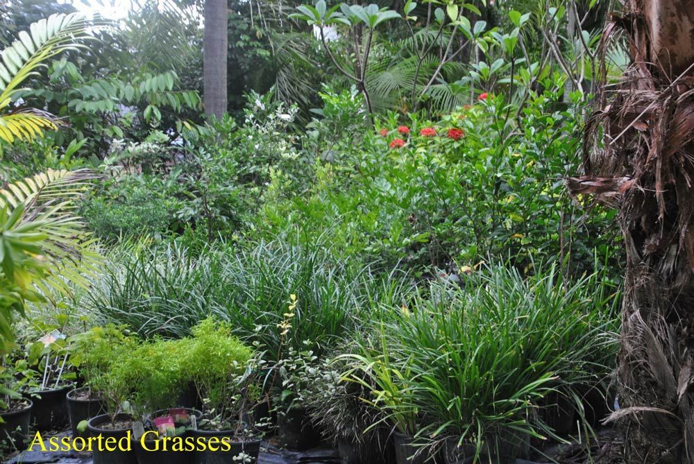 Variety of Grasses Available at the Bluewater Palms Store — Garden Centre in Bluewater QLD