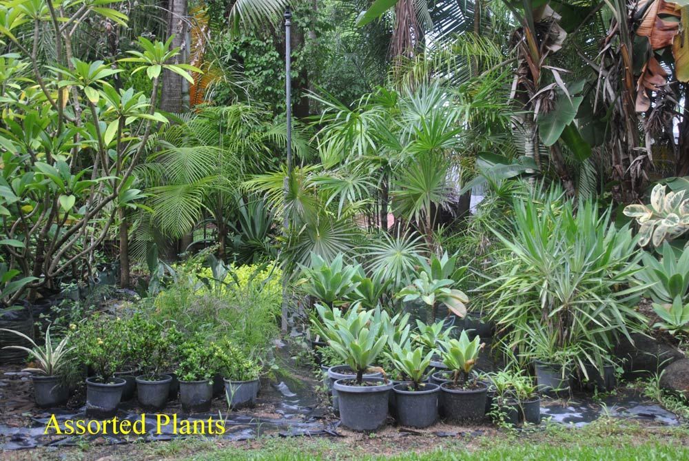 Diverse Plant Selection at the Store — Garden Centre in Bluewater QLD
