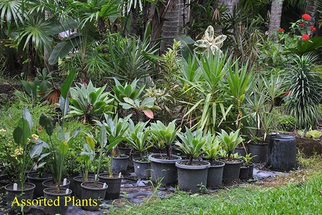 Assorted plants on the garden — Garden Centre in Bluewater QLD