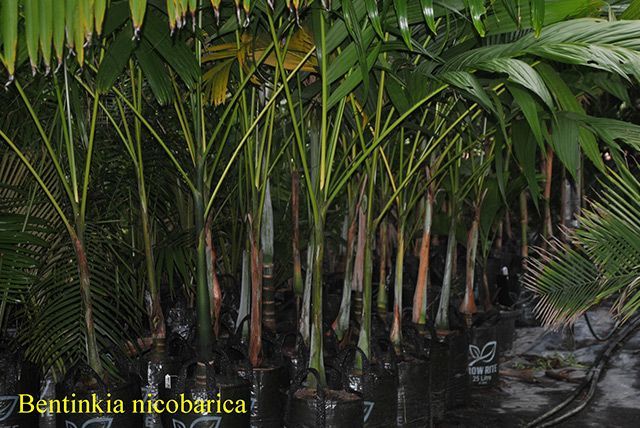 Bentinkia nicobarica — Garden Centre in Bluewater QLD