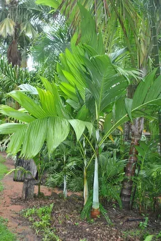 Bentinkia Nicobarica — Nursery in Bluewater QLD
