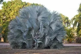 Bismarkia Nobilis — Nursery in Bluewater QLD
