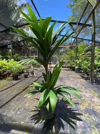 Calyptrogyne sp — Nursery in Bluewater QLD