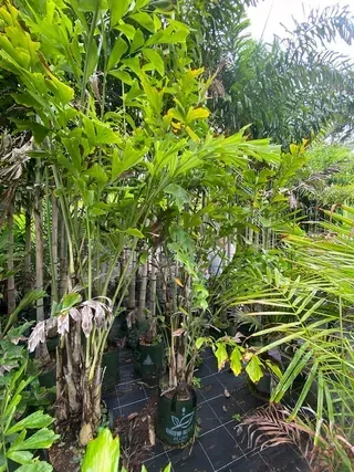 Caryota Species — Nursery in Bluewater QLD